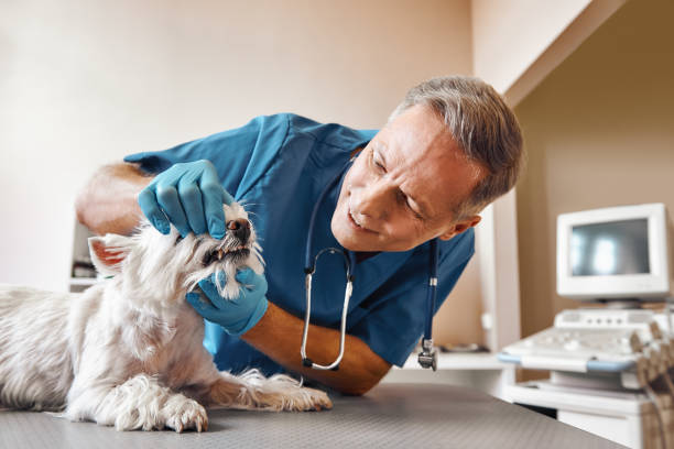 Best Emergency Broken Tooth Repair in Johnsonville, SC